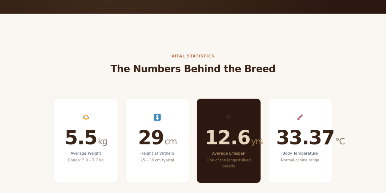 Four counter cards from the demo page — 5.5 kg average weight, 29 cm height at withers, 12.6 yrs average lifespan, 33.37 °C body temperature — rendered using the custom Bricks decimal counter element.