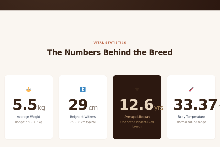 Four counter cards from the demo page — 5.5 kg average weight, 29 cm height at withers, 12.6 yrs average lifespan, 33.37 °C body temperature — rendered using the custom Bricks decimal counter element.